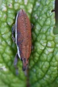 <i>Lixus ochraceus</i>