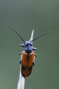 <i>Stenoria analis</i>