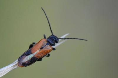 <i>Stenoria analis</i>