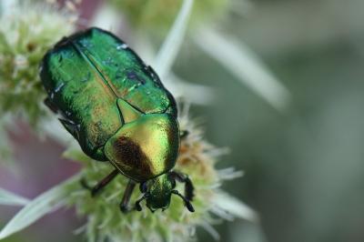 <i>Cetonia aurata</i>