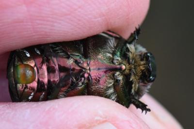 <i>Cetonia aurata</i>