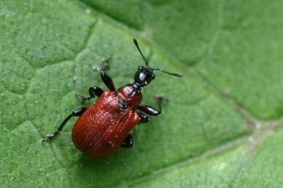 <i>Apoderus coryli</i>