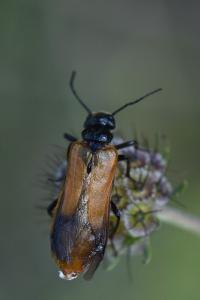 <i>Stenoria analis</i>
