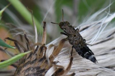 <i>Ontholestes murinus</i>