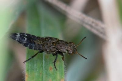 <i>Ontholestes murinus</i>