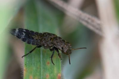 <i>Ontholestes murinus</i>