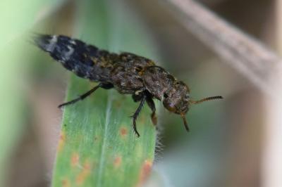 <i>Ontholestes murinus</i>
