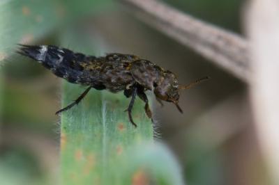 <i>Ontholestes murinus</i>