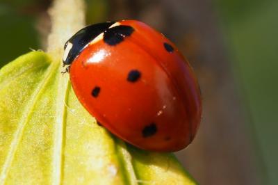 <i>Coccinella septempunctata</i>