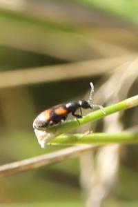 <i>Anthicus antherinus</i>