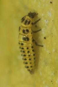 <i>Psyllobora vigintiduopunctata</i>