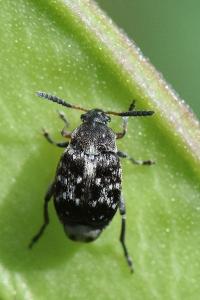 <i>Bruchus</i>