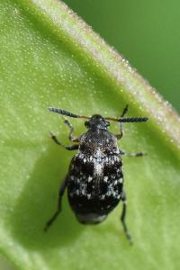 <i>Bruchus</i>