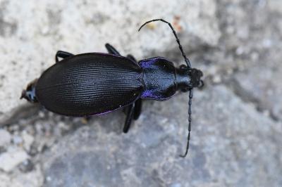 Carabus violaceus