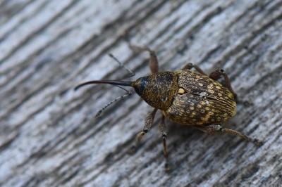 <i>Curculio nucum</i>