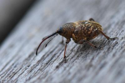 <i>Curculio nucum</i>