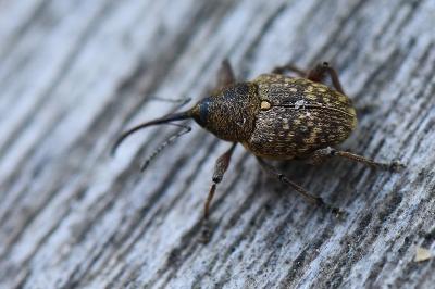 <i>Curculio nucum</i>