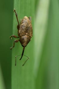 <i>Curculio nucum</i>