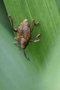 <i>Curculio nucum</i>