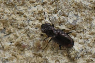 Notiophilus quadripunctatus