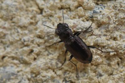 <i>Notiophilus quadripunctatus</i>