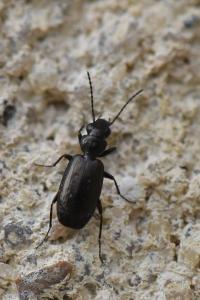 <i>Syntomus foveatus</i>