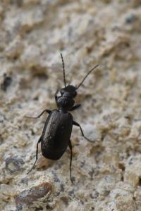 <i>Syntomus foveatus</i>