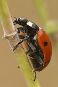 <i>Coccinella septempunctata</i>