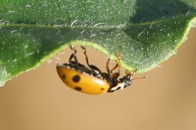 Hippodamia variegata