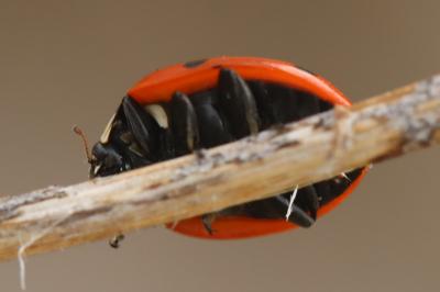 Coccinella septempunctata