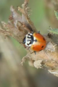 <i>Hippodamia variegata</i>