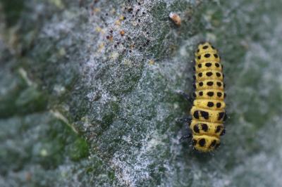 <i>Psyllobora vigintiduopunctata</i>