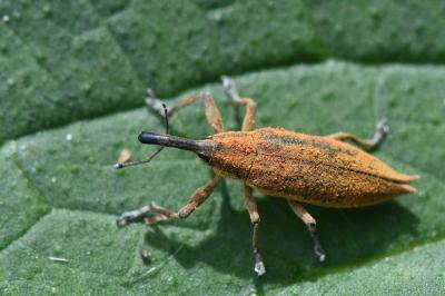 <i>Lixus iridis</i>