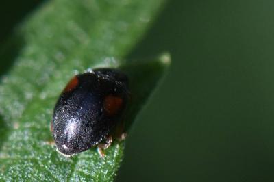 <i>Scymnus</i>
