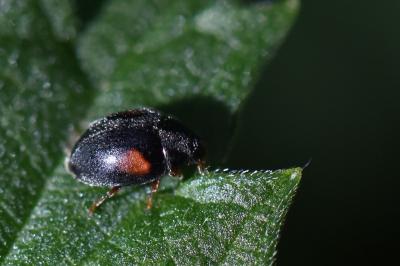 <i>Scymnus</i>