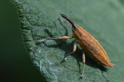 <i>Lixus iridis</i>