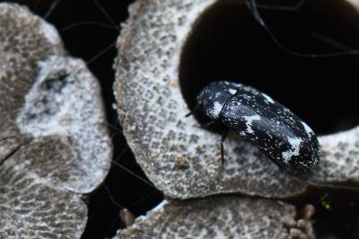 <i>Megatoma undata</i>