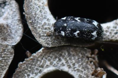 <i>Megatoma undata</i>