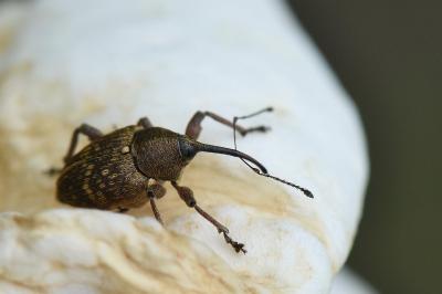 <i>Curculio nucum</i>