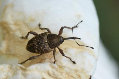 <i>Curculio nucum</i>