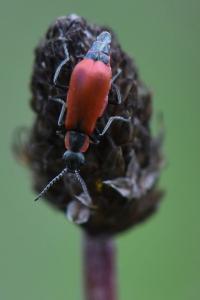 <i>Anthocomus rufus</i>