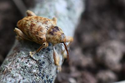 <i>Curculio</i>