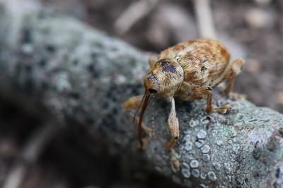<i>Curculio</i>