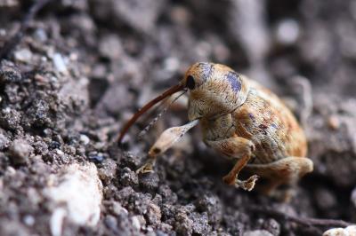 <i>Curculio</i>