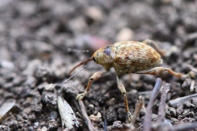 <i>Curculio</i>