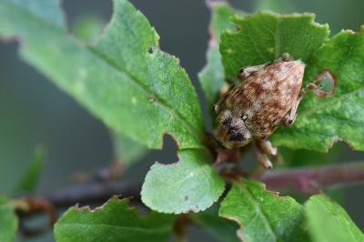 <i>Curculio</i>