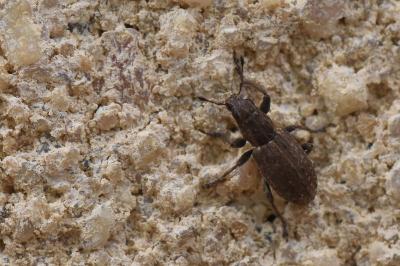 <i>Sitona</i>