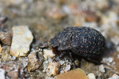 <i>Trox sabulosus</i>