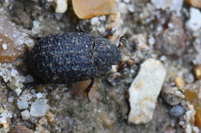 Trox sabulosus