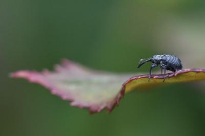 <i>Anthonomus rubi</i>